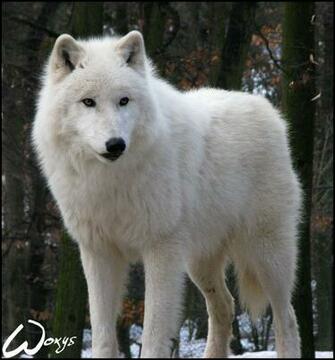 Arctic Wolf Wallpaper