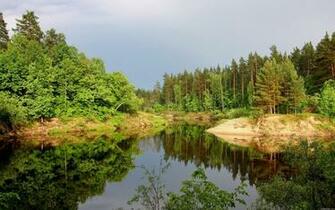 Nature Wild Forest Background Wallpaper Jpg