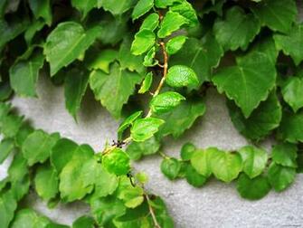Summer Vines Wallpaper By Flishfun