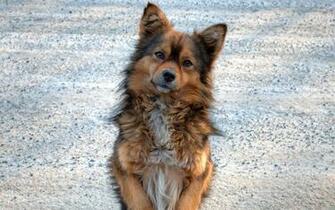 Puppy Furry Waiting Fidelity Stock Photos Image HD