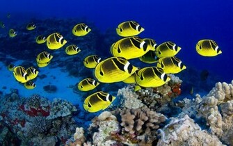 Tropical Fish School Desktop Animal X Oscar