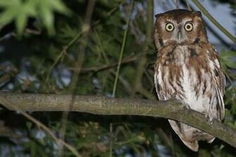 Screech Owl High Resolution HD Wallpaper Birds