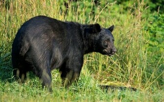 Black Bear Wallpaper Animals