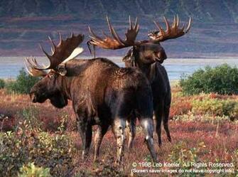 American Wildlife Screensaver Screen Saver Screensavers