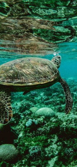 Sea Turtle iPhone Wallpaper