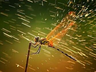 Branch Rain