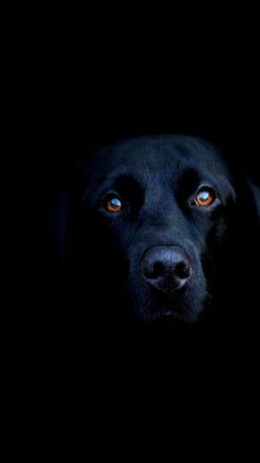 HD Blacklab iPhone Wallpaper And Background