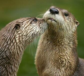 Main Article Northern River Otter