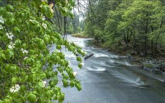 Natural Beauties Merced River Yosemite California Spring Wallpaper