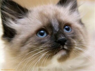 Siamese Cats Cute