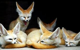 Fennec Fox HD Wallpaper Background Image Id