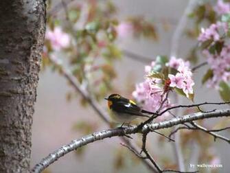 Lovely Birds Wallpaper Bird In Spring Vol No