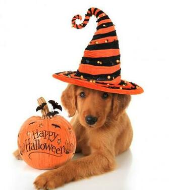 Dog Dogs At Halloween Dave Parton Cardiff Boarding