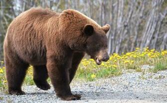 Desktop Background HD AnimalplanetHD Grizzly