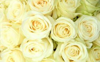 White Roses Background Wallpaper HD For Desktop Amp Mobile