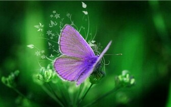 Purple Butterfly Wallpaper HD Background