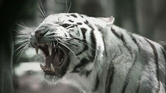 White Tiger Full HD Wallpaper