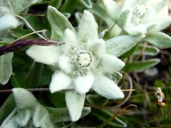 Beautiful Edelweiss Flower HD Wallpaper Photo Collection Blumen
