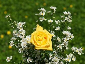 Yellow Rose Wallpaper