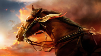 4k Horse Wallpaper Background Image