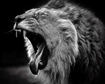 Black And White Lion Wallpaper