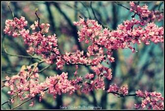 Hello Spring Image Pictures Becuo