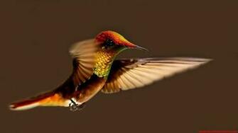 Birds Wallpaper Animals HD Desktop