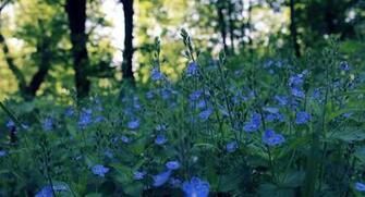 Flowers Blue Spring Field Night Glare Bokeh Wallpaper