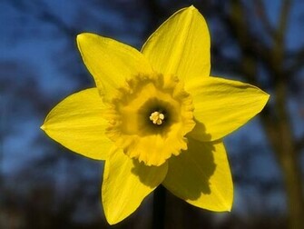 Spring Yellow Daffodil Wallpaper Ultimate