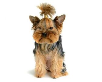 Top Wallpaper Yorkshire Terrier Popular