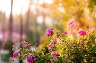Wallpaper Online Flowers Carnations Px 14d7ux6