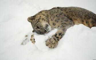 Wallpaper Snow Winter Wildlife Image