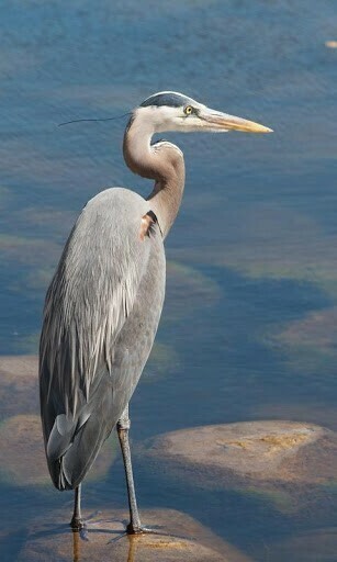Heron Wallpaper Y Fondos De Aplicaci N
