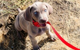 Weimaraner Computer Wallpaper Desktop Background Id