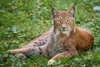 Bobcat Computer Wallpaper Desktop Background