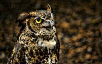 As Desktop Background Wallpaper Animals Birds Owl Eyed