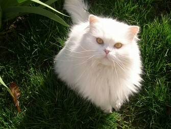 White Cat HD Wallpaper