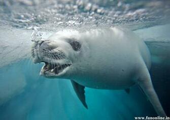 Seal Wallpaper Cute And Giant Seals HD