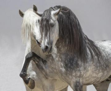 Andalusian Horse Affordable Wall Mural Photowall