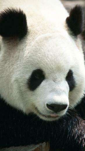 Panda Wallpaper iPhone