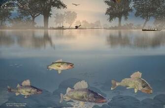 Walleye Wallpaper