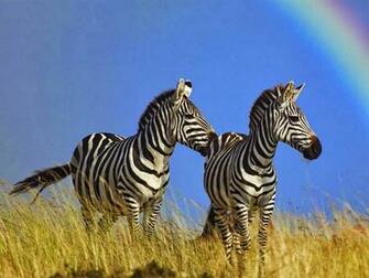 Zebra Wallpaper Computer And Make This