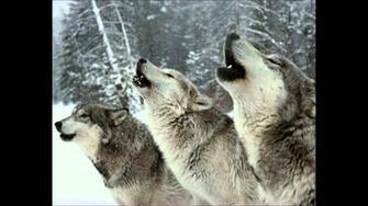 Pack Of Wolves Wallpaper