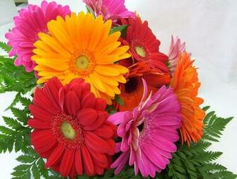 Gerbera Wallpaper HD Background Image Pics Photos