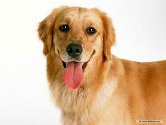 Dogs