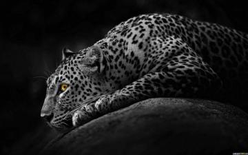 Black Dark Jaguar Windows Wallpaper 1080p