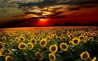 Sunflower Widescreen Desktop Wallpaper