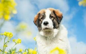 Pics Photos St Bernard Wallpaper