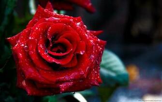Rose Day HD Wallpaper For Valentines