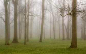 Foggy Forest Wallpaper